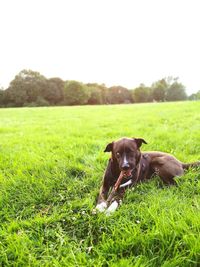 Portrait of dog on field against clear sky