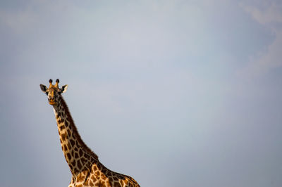 Low angle view of giraffe against sky