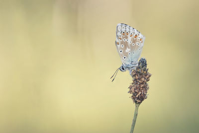 Close-up of butterfly pollinating flower