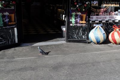 View of birds on sidewalk