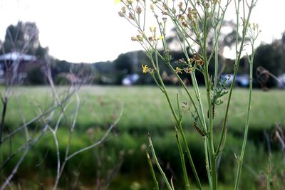 Close-up of grass growing on field