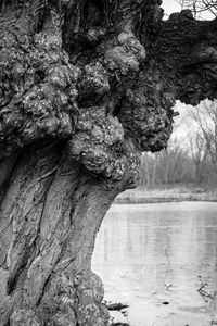 Close-up of tree trunk by lake