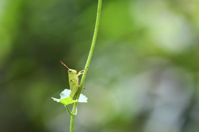 green