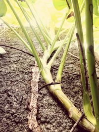 High angle view of bamboo on sand