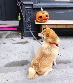 Dog sitting on footpath against building