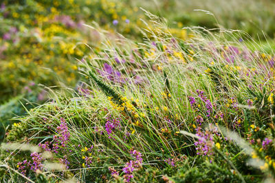 Close-up of purple flowers on field