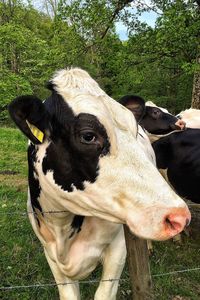 Close-up of cow standing on field