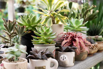 Close-up of potted plant on table