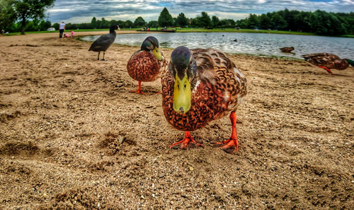 Birds on field