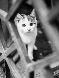 Close-up portrait of cat