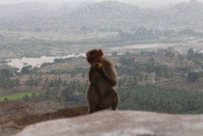 Bear on landscape