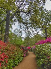 Walkway amidst trees and plants against sky