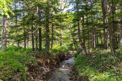 Footpath amidst trees in forest
