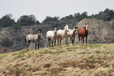 Wild horses in theodore roosevelt national park, north dakota