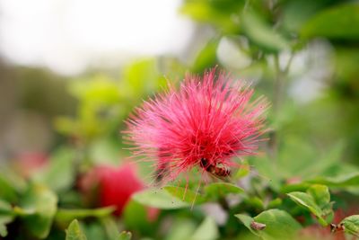 Close-up of pink flower