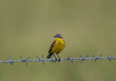 Bird perching on fence