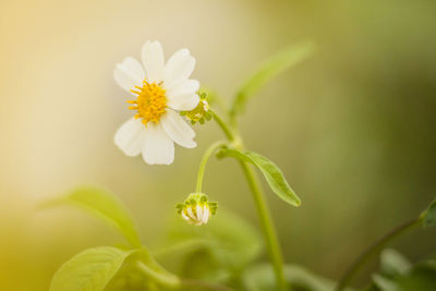 Close-up of white flowering plant