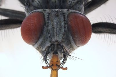 Close-up of fly