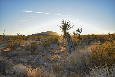 Desert sun