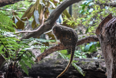 View of bird perching on tree