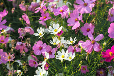 High angle view of pink flowering plants on field