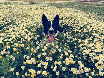 Portrait of dog on flowers