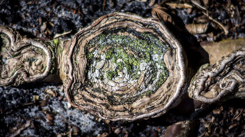 Full frame shot of tree trunk