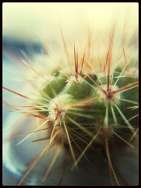 Close-up of dandelion