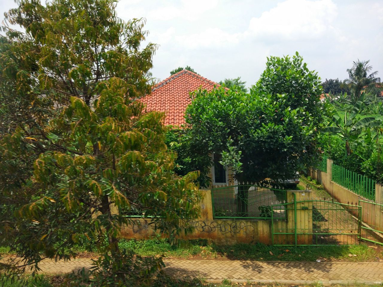 LOW ANGLE VIEW OF TREES AND SKY