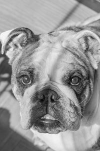 Close-up portrait of a dog