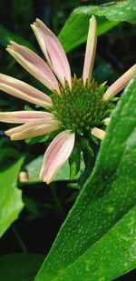 Close-up of flowering plant