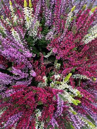 Full frame shot of pink flowers