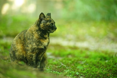 A tortoiseshell cat sitting in japanese garden at fresh green season