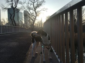 View of dog on railing against sky