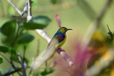 Close-up of bird perching on branch
