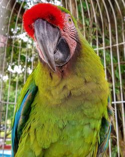 Close-up of parrot