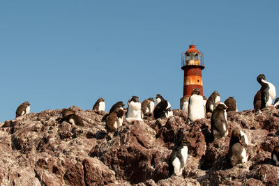 High angle view of seagulls on rock against clear sky