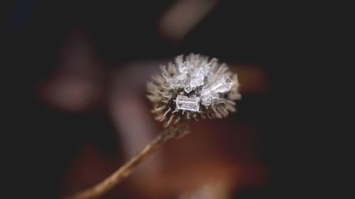 Close-up of hand holding flower