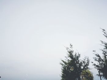 Low angle view of trees against clear sky