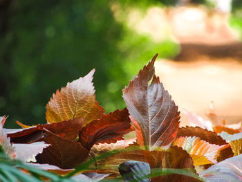 Close-up of maple leaves on plant