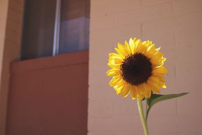 Close-up of sunflower blooming outdoors