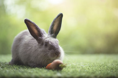 Close-up of rabbit on field