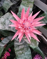 Close-up of pink flower