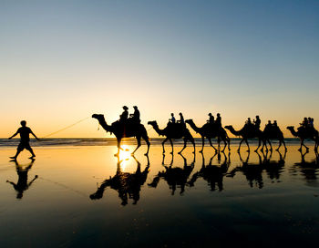 Silhouette people and camels at beach against clear sky during sunset