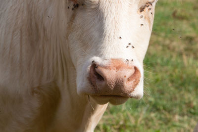 Close-up of cow on field