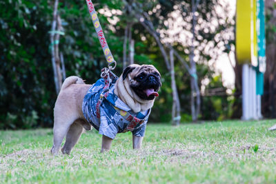 Full length of a dog