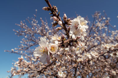 Flowers on almond trees near fresno, california.