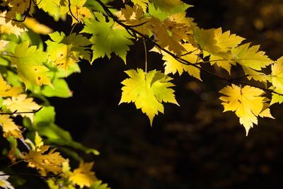 Close up of yellow flowers