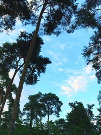 Low angle view of trees against sky