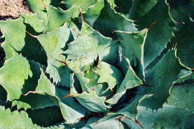 High angle view of succulent plant leaves